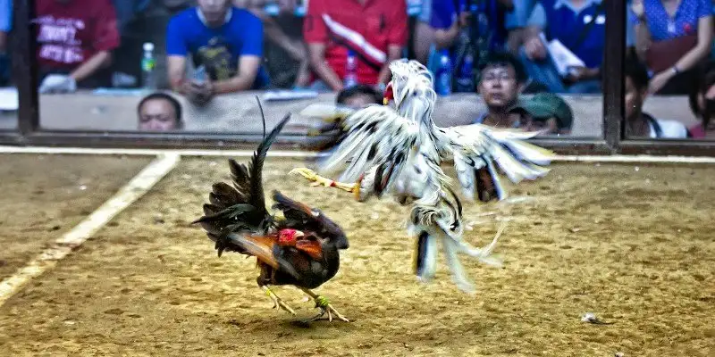 Đá gà Wi88 – trải nghiệm đấu trường kịch tính, hấp dẫn 14 Đá gà Wi88 – trải nghiệm đấu trường kịch tính, hấp dẫn